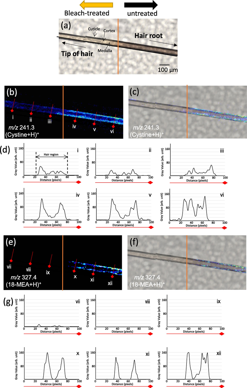 MS imaging evaluation of sample borderline by Nano-PALDI. Optical image of hair fiber (a), MS image of protonated cystine (m/z 241.3) (b), merged image (c), line profile of cystine, MS image of protonated 18-MEA (m/z 327.4) (e), merged image (f), line profile of 18-MEA (g).