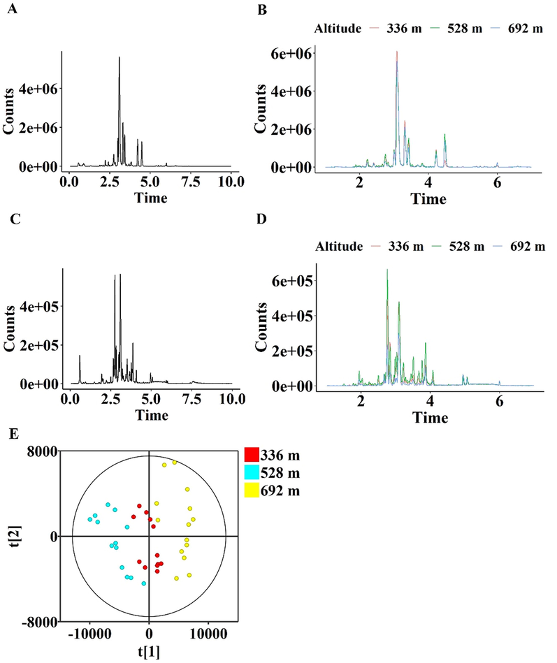 Effect of growth altitude on the profile of metabolome of D. nobile stems. (A) The BPC of positive modes of the QC sample. (B) The BPC of positive modes of the stem of typical D. nobile samples cultivated at altitude of 336 m, 528 m, and 692 m. (C) The BPC of negative modes of the QC sample. (D) The BPC of negative modes of the stem of typical D. nobile samples cultivated at altitude of 336 m, 528 m, and 692 m. (E) Score plots of PCA on metabolome profiles. Each spot represents a D. nobile sample.