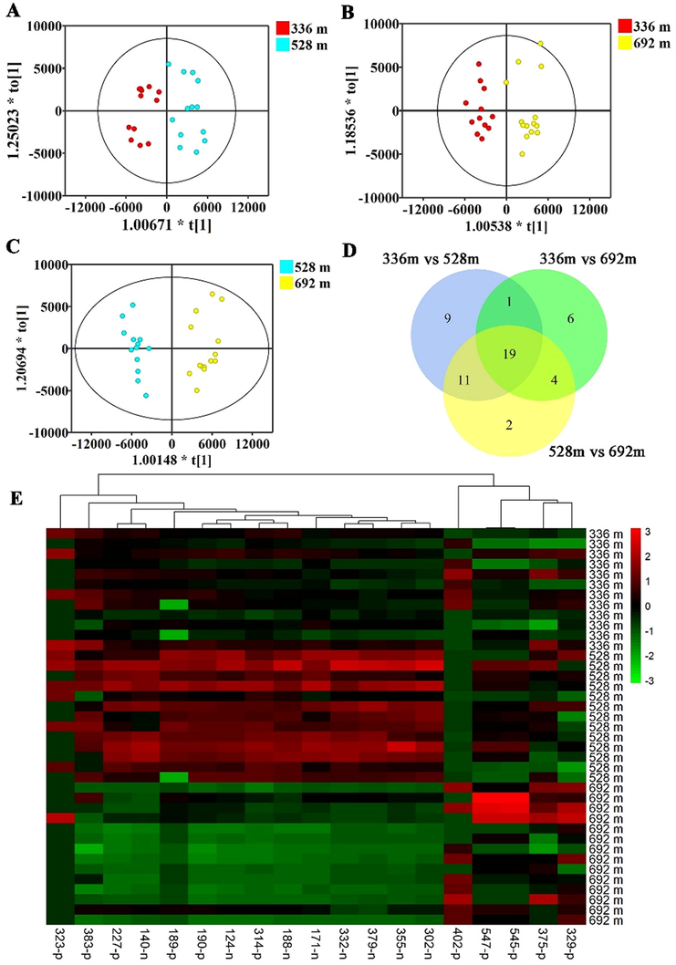 Discovery of the constituents expressed in D. nobile stems with an altitude-dependent style. (A) Sore plots of OPLS-DA of metabolites in D. nobile cultivated at altitude of 336 m and 528 m; (B) Sore plots of OPLS-DA of metabolites in D. nobile cultivated at altitude of 336 m and 692 m; (C) Sore plots of OPLS-DA of metabolites in D. nobile cultivated at altitude of 528 m and 692 m; (D) Venn diagram of differential compounds detected in the D. nobile from the altitude of 336 m, 528 m, and 692 m; (E) The one-way hierarchical clustering analysis heatmap of 19 differential compounds in all samples cultivated at altitude of 336 m, 528 m, and 692 m. p indicates positive ion mode. n indicates negative ion mode.