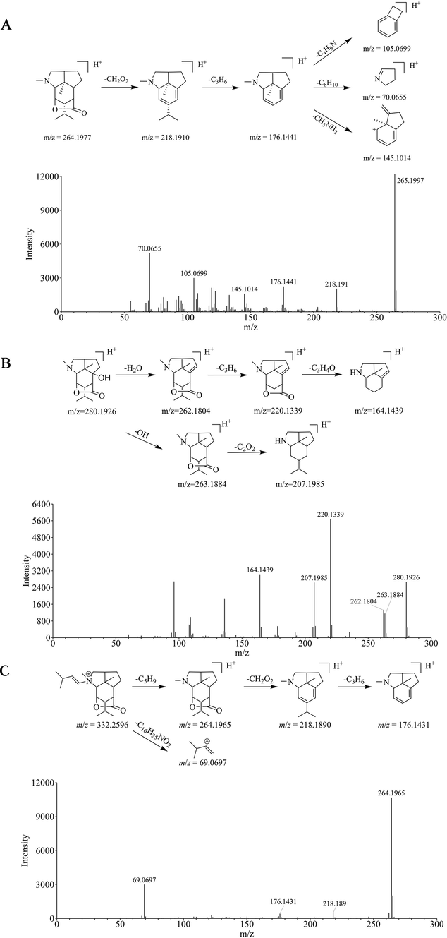 The proposed cleavage pathway and spectra of ion fragments in MS/MS analysis of Dendrobine (A), Dendramine (B), and N-isopentenyl-dendrobinium (C).