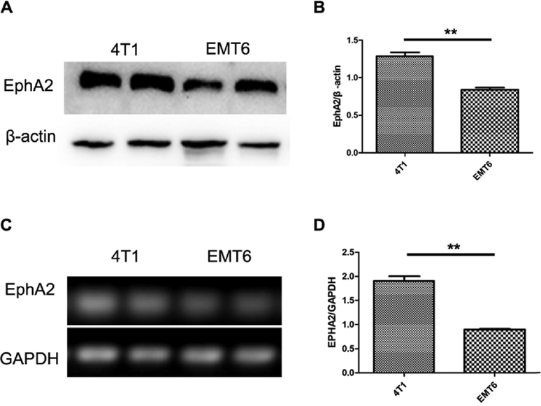 Expression of EphA2 in TNBC cells. A and B. The EphA2 protein expression in 4T1 and EMT6 cells (n = 3). C and D. The EphA2 mRNA expression in 4T1 and EMT6 cells (n = 3). Representative results were from at least three independent experiments, the data were presented as the means ± SD from three independent experiments. **p < 0.01.