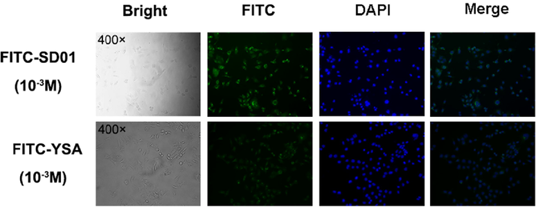 Binding ability of FITC-SD01 and FITC-YSA. Bright field, fluorescence (FITC and DAPI) and corresponding merge images of 4T1 cells. Images of cells under microscope 400 × which were incubated with 10-3 M FITC-SD01 or 10-3 M FITC-YSA. Representative results of three independent experiments were reported.