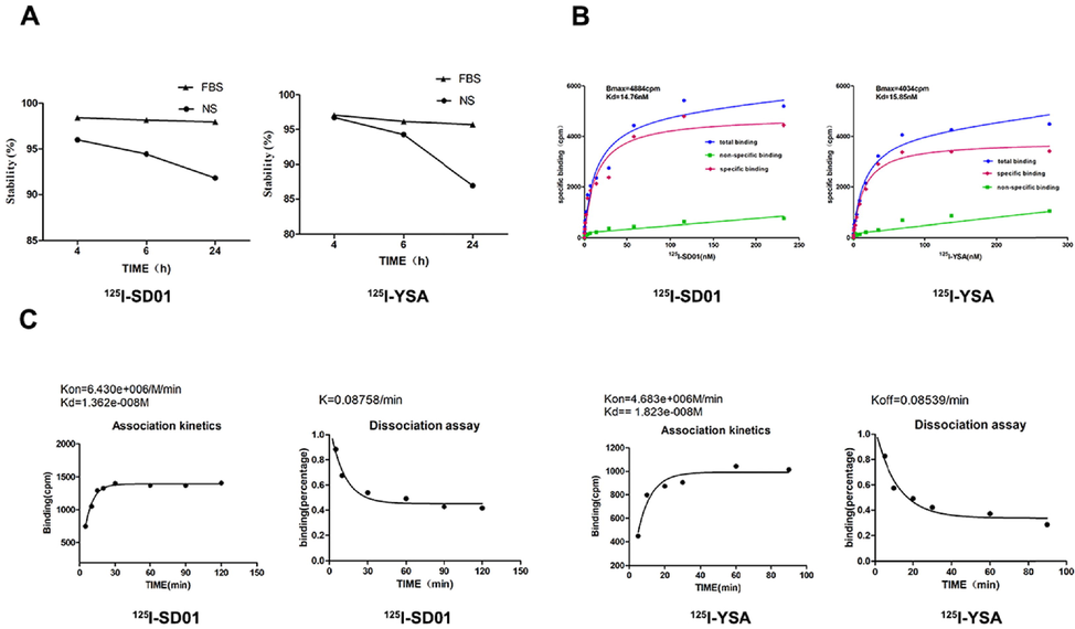 In vitro study of 125I-SD01 and 125I-YSA. A. Stability of 125I-SD01/YSA in FBS and NS changes over time. B and C. In vitro evaluation of prepared radiolabeled tracers. Representative saturation binding curve of 125I-SD01/YSA binding to 4T1 cells (B). Representative association and dissociation kinetics curve of 125I-SD01/YSA binding to 4T1 cells (C). The data were presented as the means ± SD (n = 3) from three independent experiments.