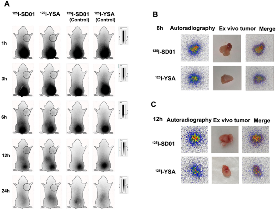 Whole-body /ex vivo phosphor-autoradiography after injection of 125I-SD01/YSA. A. Images at 1, 3, 6,12and 24 h after injection of 125I-SD01/YSA, and black circle refers to the tumor. B. Ex vivo imaging of isolated tumor at 6 h. B. Ex vivo imaging of isolated tumor at 12 h.