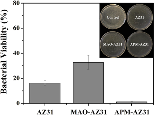 Histogram of the viability of S. aureus treated by AZ31, MAO-AZ31 and APM-AZ31. Insets are the corresponding photographs of bacterial colonies (control is S. aureus without treatment) (Pezzato et al., 2019).