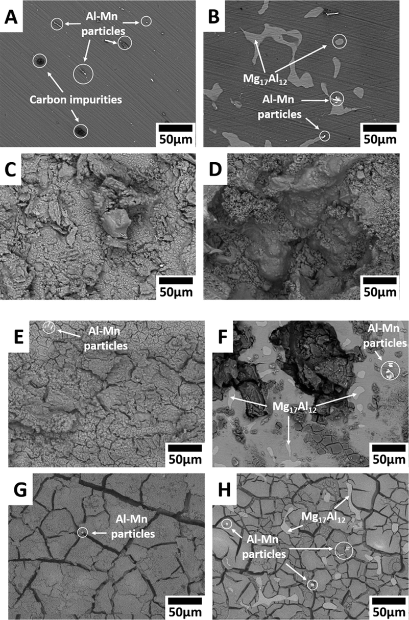 SEM images of Mg-alloys surface before exposure: (A) AZ31, (B) AZ91; and after their exposure to Ringer’s: (C) AZ31, (D) AZ91; Hanks: (E) AZ31, (F) AZ91; and SBF: (G) AZ31, (H) AZ91 solutions at 37 °C (Bakhsheshi-Rad et al., 2016).