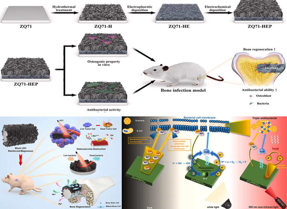 Coating process for enhancement of bone implant property [181–183].