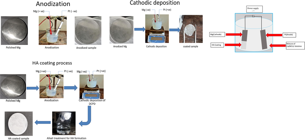 HA coating procedure through electro-deposition technique.