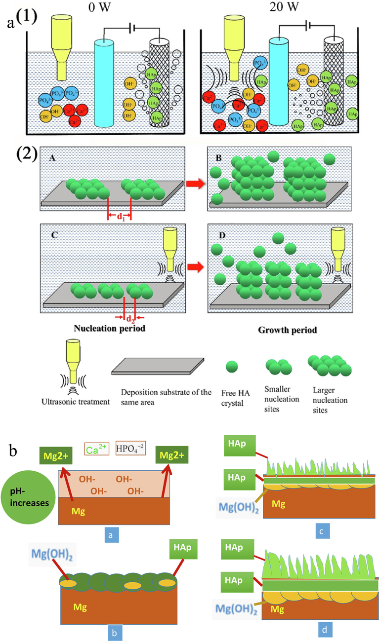 (a) Model of ultrasonic effects on electrodeposition of HA (Tomozawa and Hiromoto, 2011) and (b) Schematic illustration of the formation mechanism of HA crystal structures on Mg substrate.