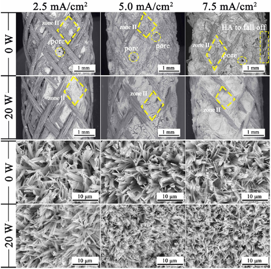 SEM images of the electro-deposited HA coating over the braid surface (Lee et al., 2009).