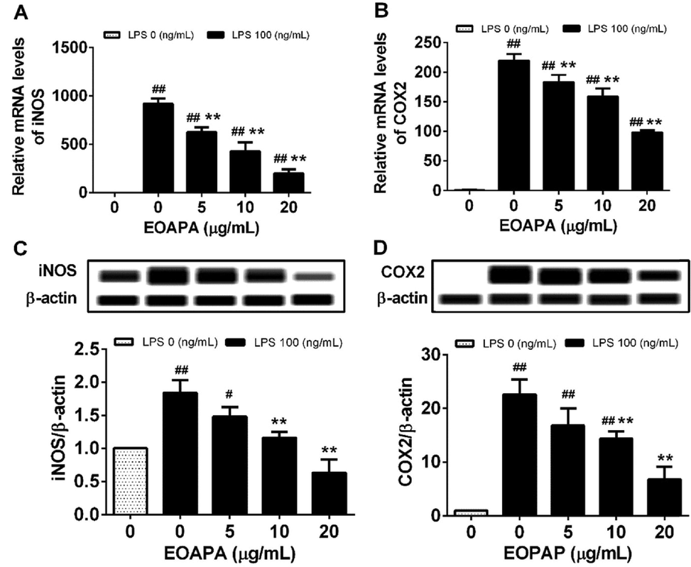 Effects of EOAPA on overexpression of (A) iNOS and (B) COX-2 genes and (C) iNOS and (D) COX-2 proteins. Cells were treated with increasing concentrations of EOAPA for 1 h and with LPS (100 ng/mL). The expression of iNOS and COX-2 genes were determined by qRT-PCR after treated with LPS for 6 h. While, the expression of iNOS and COX-2 proteins were analyzed using simple western immunoblotting after treated with LPS for 24 h. Data represent Mean ± SD (n = 3). # p < 0.05, ## p < 0.01 versus control group (treated by reagent); ** p < 0.01 versus LPS treated group.