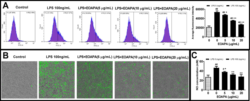 Evaluation of EOAPA on LPS induced cell oxidative stress. RAW264.7 cells were pre-treated with various concentrations of EOAPA for 1 h, and then LPS-stimulated during 24 h. Intracellular ROS was (A) recorded by flow cytometer and (B) photographed on an ImageXpress Micro Confocal High-Content Imaging System. (C) NO concentrations were measured using Griess reagent method. Data represent Mean ± SD (n = 3). # p < 0.05, ## p < 0.01 versus control group; * p < 0.05, ** p < 0.01 versus LPS group.