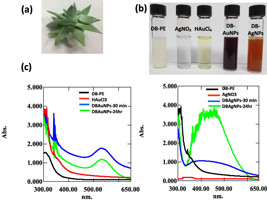 UV–Visible spectra of DB synthesized AuNPs and AgNPs solution measured at 30 min and 24 hr time intervals. (a) Photograph of D. brittonii (b) Color indicates the redox reaction of DB plant extract (DB-PE), HAuCl4, AgNO3, DB-Au, DB-Ag nanoparticle (c) The UV–vis spectra of DB-AuNPs and DB-AgNPs exhibited absorption peaks at 535 and 456 nm, respectively.