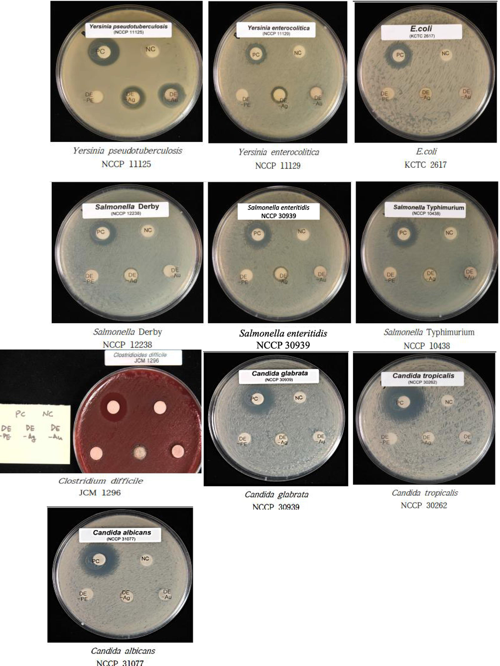 Antimicrobial test of agar plates containing biosynthesized DB-AuNPs, DB-AgNPs, and DB-PE impregnated discs (20 µL); diameter of inhibition zone tested against gram positive and gram negative pathogenic livestock bacteria, and Candida sp. Ampicillin (20 µL) was used as control for antibacterial assay and gentamycin (20 µL) was used control for Candida sp. antifungal test.