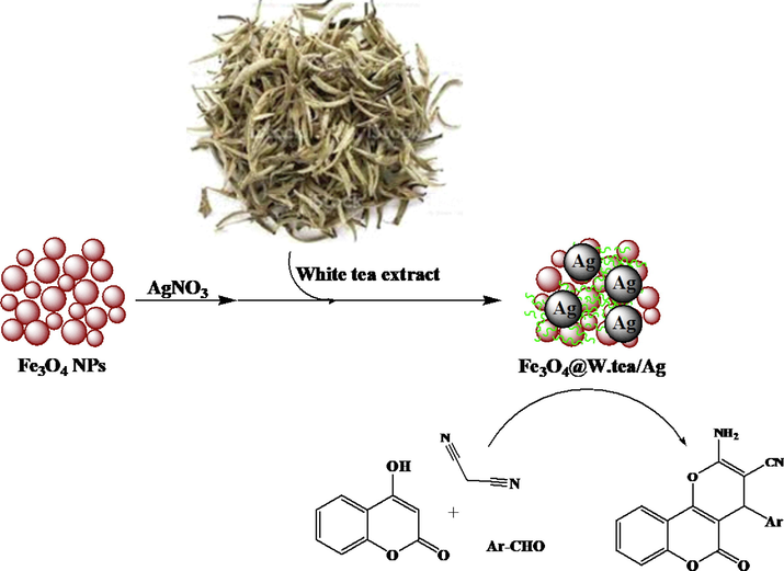 Schematic green synthesis of Fe3O4@W.tea/Ag nanocomposite mediated by White tea extract and its applications for synthesis of pyrano[3,2-c]chromene derivatives.