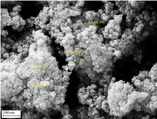 SEM image of Fe3O4@W.tea/Ag nanocomposite.