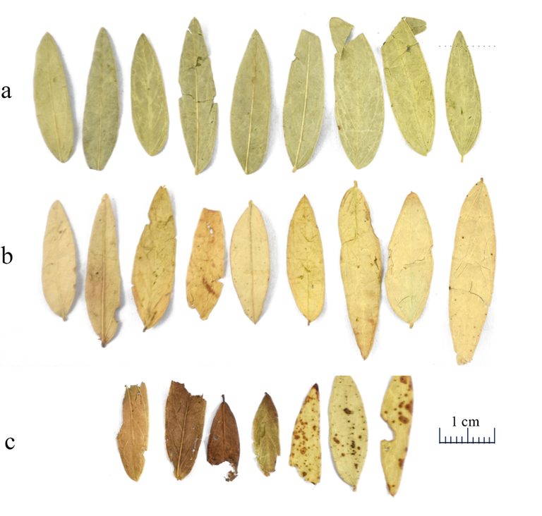 Different grades of Sennae Folium. The green leaf (a), the yellow leaf (b), the diseased leaf (c).
