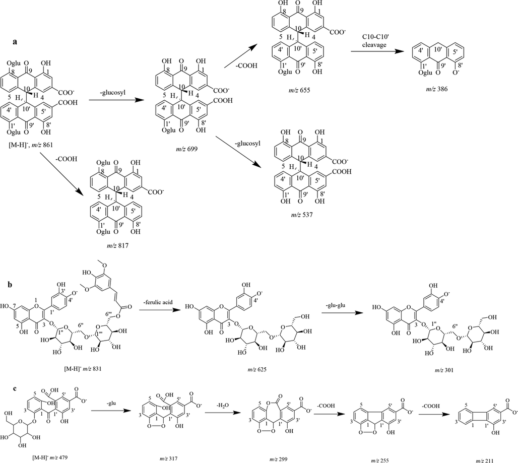 Proposed MS fragmentation pathway for the [M−H]- ion of sennoside A (a), quercetin 3-O-di-glucoside-6′''-feruliyl (b), cassiaphenone B-2′-glucoside (c).
