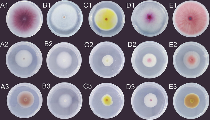 The inhibition patterns for the mycelial growths of F. solani (A), F. culmorum (B), F. trichothecioides (C), F. sporotrioides (D), and F. avenaceum (E) after treated with CEO (A2-E2) and nystatin (A3-E3). Negative control sets (A1-E1) showed the PDA plates with only 5% of Tween 80 solvent added.