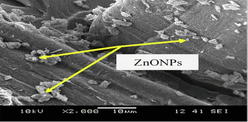 SEM micrographs of UPE/KF-ZnONPs composite treated with 2% ZnONPs.