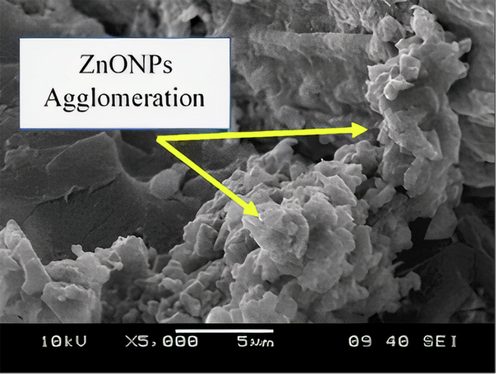 SEM micrographs of UPE/KF-ZnONPs composite treated with 5% ZnONPs.