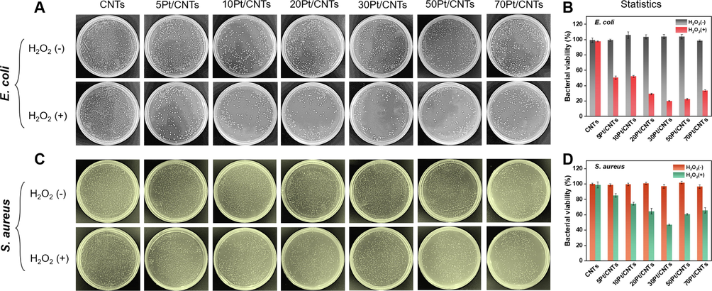 Antibacterial properties of the cPt/CNTs nanozymes. Photographs of bacterial colonies formed by (A) E. coli and (C) S. aureus treated with cPt/CNTs nanozymes with or without H2O2. The plate counting method determines the corresponding bacterial viabilities of (B) E. coli and (D) S. aureus after treatment with cPt/CNTs nanozymes in different groups. Error bars shown represent standard errors derived from three independent experiments.