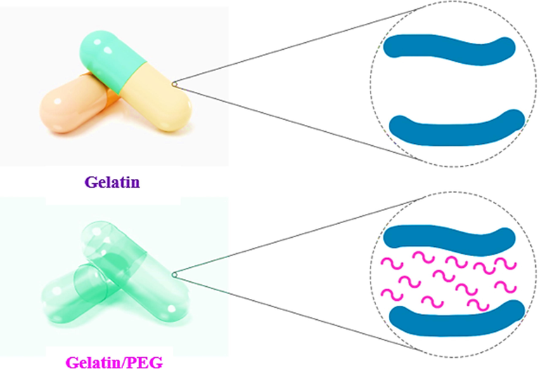 A schematic illustration of the intermolecular interaction of PEG with gelatin chains.