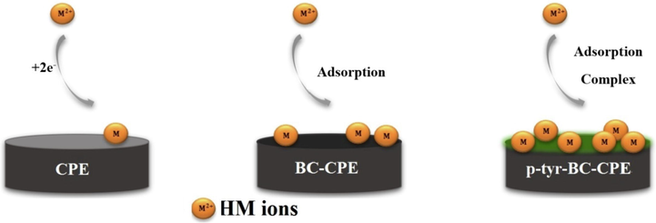 Schematic illustration of a mechanism for simultaneous detection of Cd(II), Pb(II) Cu(II) and Hg(II) by p-Tyr-BC.