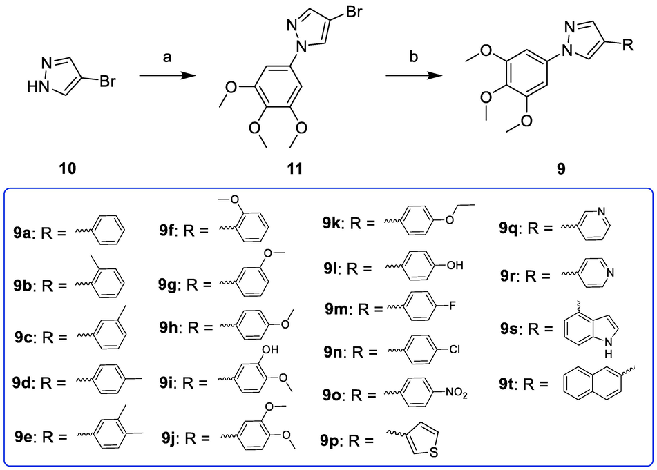 Reagents and conditions: (a) 3,4,5-trimethoxyphenylboronic acid, Cu(OAc)2, pyridine, DCM, r.t.; (b) Substituted phenylboronic acid, Pd(PPh3)4, K2CO3, 1,4-dioxane/H2O = 3/1, N2 atmosphere, 126 °C, M.W. irradiation.