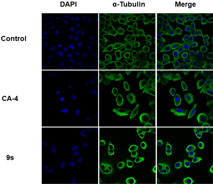 Effects of compound 9s and CA-4, at their respective 2-fold IC50 concentrations, on the cellular microtubule network and microtubule reassemble by immunofluorescence. HeLa cells were treated with compound 9s or CA-4 for 24 h, and then direct microscopy detection of the fixed and stained cell was performed. Microtubules and unassembled microtubule proteins were stained with anti-a-tubulin-FITC specific antibodies (green). Nuclei were stained by 4′,6-diamidino-2-phenylindole (DAPI, blue).