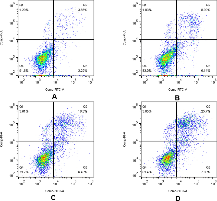 Effect of compound 9s on cell apoptosis in HeLa cells. Flow cytometric analysis of apoptotic cells after treatment of HeLa cells with 9s or control for 48 h. (A) Control; (B) 9s, 1-fold IC50; (C) 9s, 2-fold IC50; (D) 9s, 3-fold IC50. Different cell stages were given as live (Q4), early apoptotic (Q3), late apoptotic (Q2), and necrotic cells (Q1).