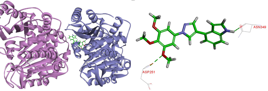 (A) The binding mode of compound 9s in the colchicine binding site of tubulin; (B) Overlay of 9s in the binding site.