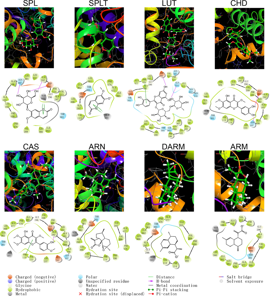 Schematic structure and pattern diagram of the molecular docking of the active components of A. annua with CYP450 2C19 (PDB ID 4GQS).
