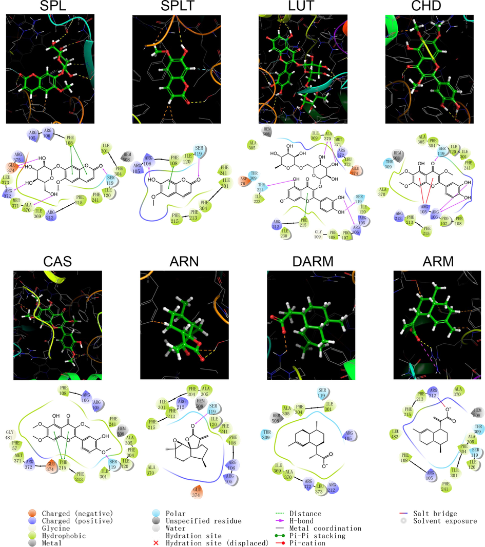 Schematic structure and pattern diagram of the molecular docking of the active components of A. annua with CYP450 3A4 (PDB ID 3UA1).