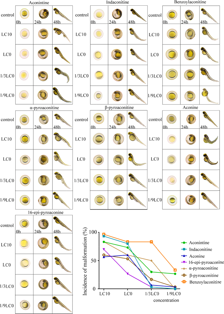 Embryotoxicity of aconitine, indaconitine, benzoylaconitine, α-pyroaconitine, β-pyroaconitine, aconine and 16-epi-pyroaconine at different concentration.
