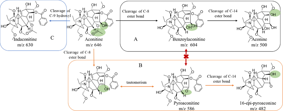 Three hydrolysis pathways of aconitine (A, aconitine hydrolyze to benzoylaconitine, and aconine; B, aconitine hydrolyze to pyroaconitine and to 16-epi-pyroaconine; C, aconitine hydrolyze to indaconitine).