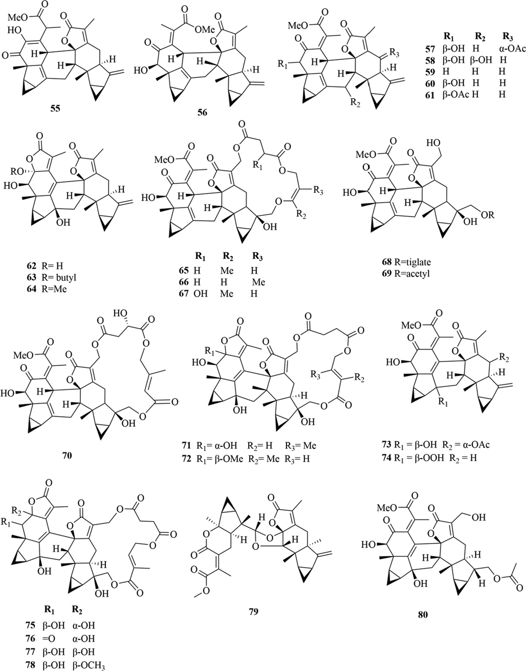 Structures of lindenane sesquiterpenes and their polymers in genus Chloranthus.