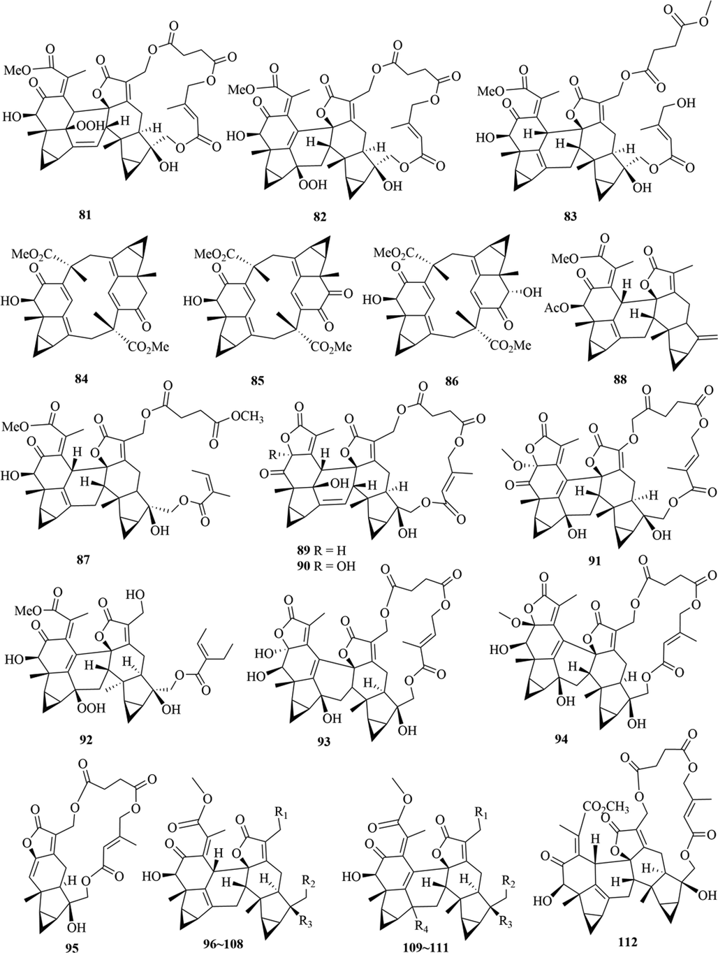 Structures of lindenane sesquiterpenes and their polymers in genus Chloranthus.