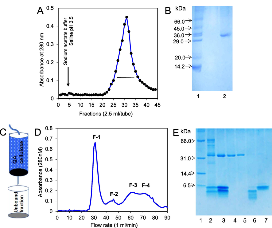 Purification of chitinase fragments. (A) Clear T. dioica seed extract was loaded on a chitin column and chitinase was eluted by sodium acetate buffer saline pH 3.5 at the flow rate of 1 ml/min (B) 15 % polyacrylamide gel electrophoresis pattern of the eluted fraction. Lane-1: Marker proteins and Lane-2: purified 33 kDa chitinase fragment. (C) Clear homogenized Trichosanthes dioica seeds extract was loaded on a QA-cellulose column and the unbound fraction was collected. (D) Unbound fraction was loaded on a Sephadex G-50 column and the fractions were collected 2.5 ml/tube. (E) 15 % polyacrylamide gel electrophoresis pattern. Lane-1: Marker proteins, Lane-2: crude sample, Lane-3: unbound fraction (chitinase fragments) of QA-cellulose column, Lane-4: fraction-1 (33 kDa chitinase.) of Sephadex G-50 column without β-mercaptoethanol, Lane-5: fraction-1 (chitinase) with β-mercaptoethanol, Lane-6: fraction-3, Lane-7: fraction-2 (6 kDa chitinase fragment).