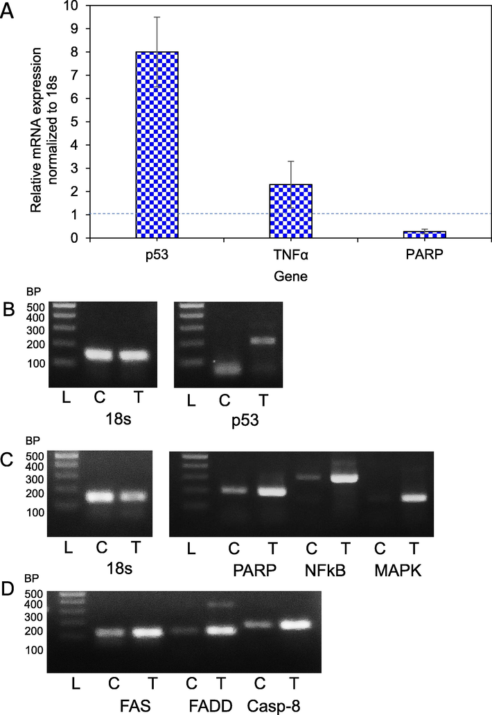 Real-time PCR and RT-PCR. (A) Percentages of relative mRNA expression after treatment of HCT-116 cells with chitinase. (B) The Expression level of p53 gene of HCT-116 was verified by RT-PCR. (C) The expression level of PARP, NFκB and MAPK in MCF-7 cells (D) Expression level of FAS, FADD and Caspase-8 in MCF-7 cells. ‘L’ represents DNA ladder, ‘C’ expression with control and ‘T’ expression with chitinase treated RNA. Quality of control and treated RNA were checked by the 18 s gene.