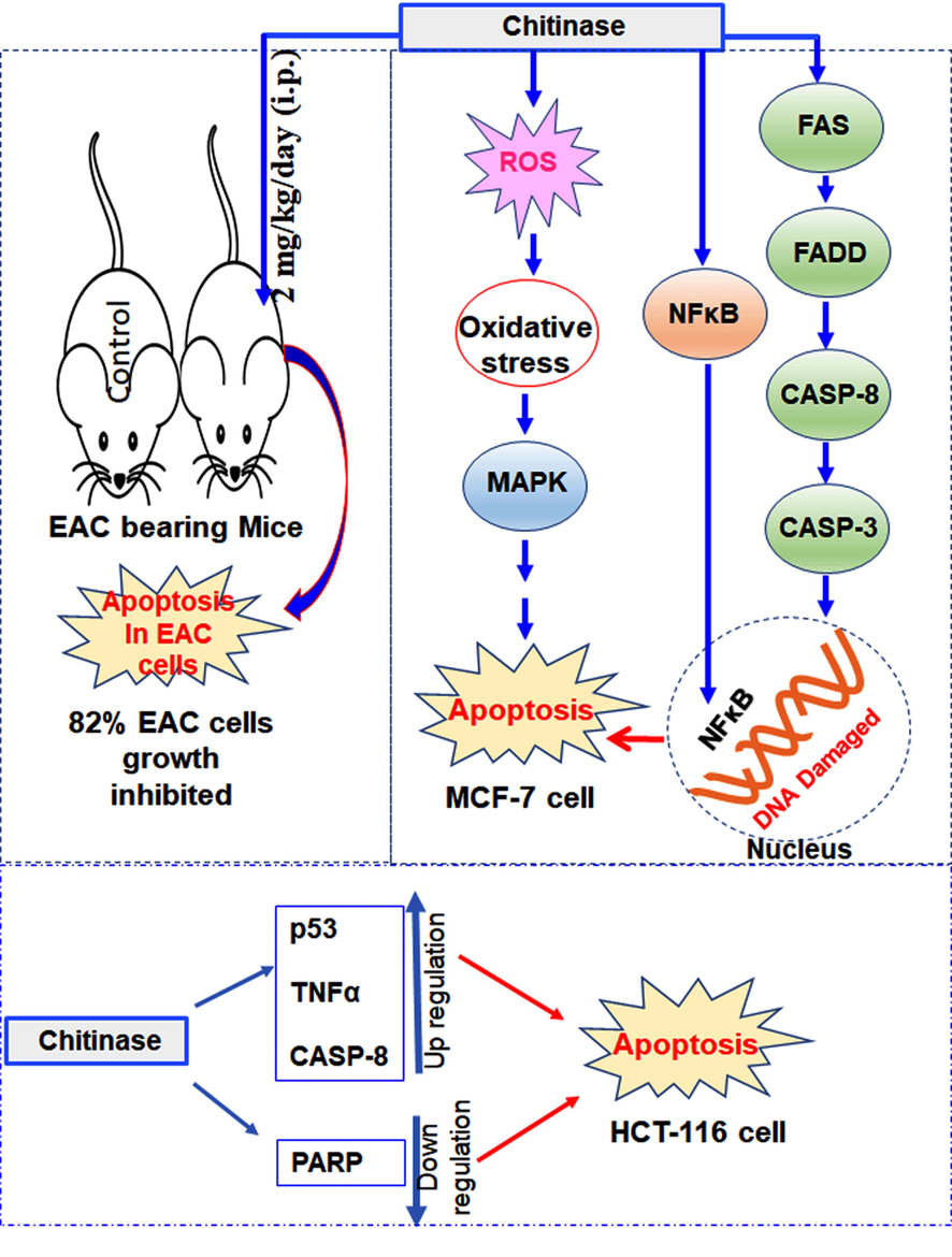 Pictorial representation of the anticancer properties of the chitinase against EAC, MCF-7 and HCT-116 cells.