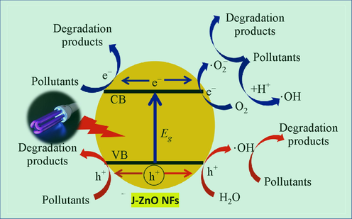 Photocatalytic degradation mechanism of MB against J–ZnO NFs.