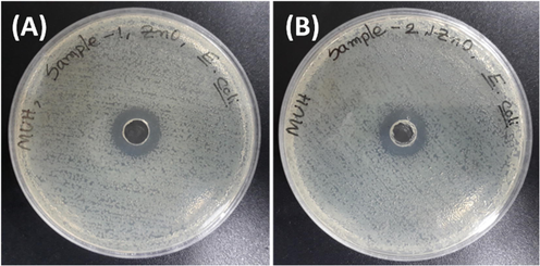 Antibacterial activity towards the E. coli pathogen by (A) ZnO NFs and (B) J–ZnO NFs.