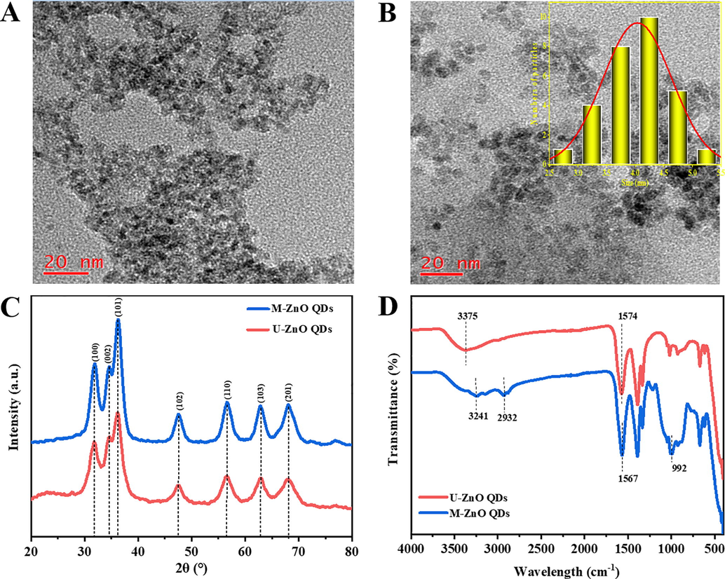 Representative TEM images of (A) unmodified and (B) APTES-modified ZnO QDs. Inset: Size distributions of M-ZnO QDs. (C) X-ray diffraction pattern and (D) FT-IR spectra of U-ZnO QDs and M-ZnO QDs.