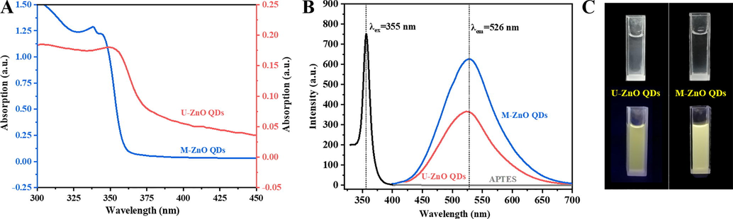 (A) UV–vis absorption spectra of U-ZnO QDs (pink line) and M-ZnO QDs (blue line) in the ultrapure water. (B) Fluorescence excitation and emission spectra of M-ZnO QDs, emission spectra of U-ZnO QDs and APTES aqueous solution under excitation at 355 nm. (C) Photograph of (left) U-ZnO QDs and (right) M-ZnO QDs under visible light and 365 nm UV lamp.