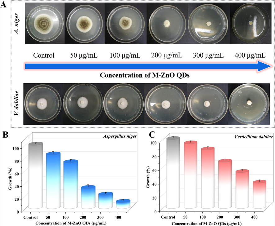 (A) The mycelial radial growth of Aspergillus niger and Verticillium dahlia under dark condition with increasing concentrations of M-ZnO QDs (0, 50, 100, 200, 300 and 400 μg/mL). Growth inhibition calculated from radial growth measurements for (B) Aspergillus niger and (C) Verticillium dahlia.