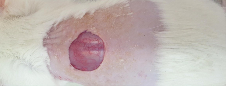 The induced full-thickness wound (1.5 × 1.5 cm2) on the back of the Wistar rat.