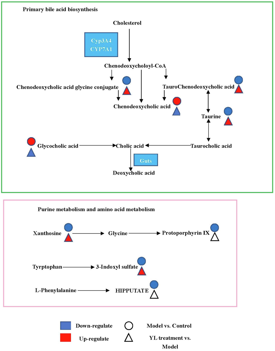 Schematic overview of metabolomic changes in high-fat diet-induced hyperlipidemia and YL treatment.