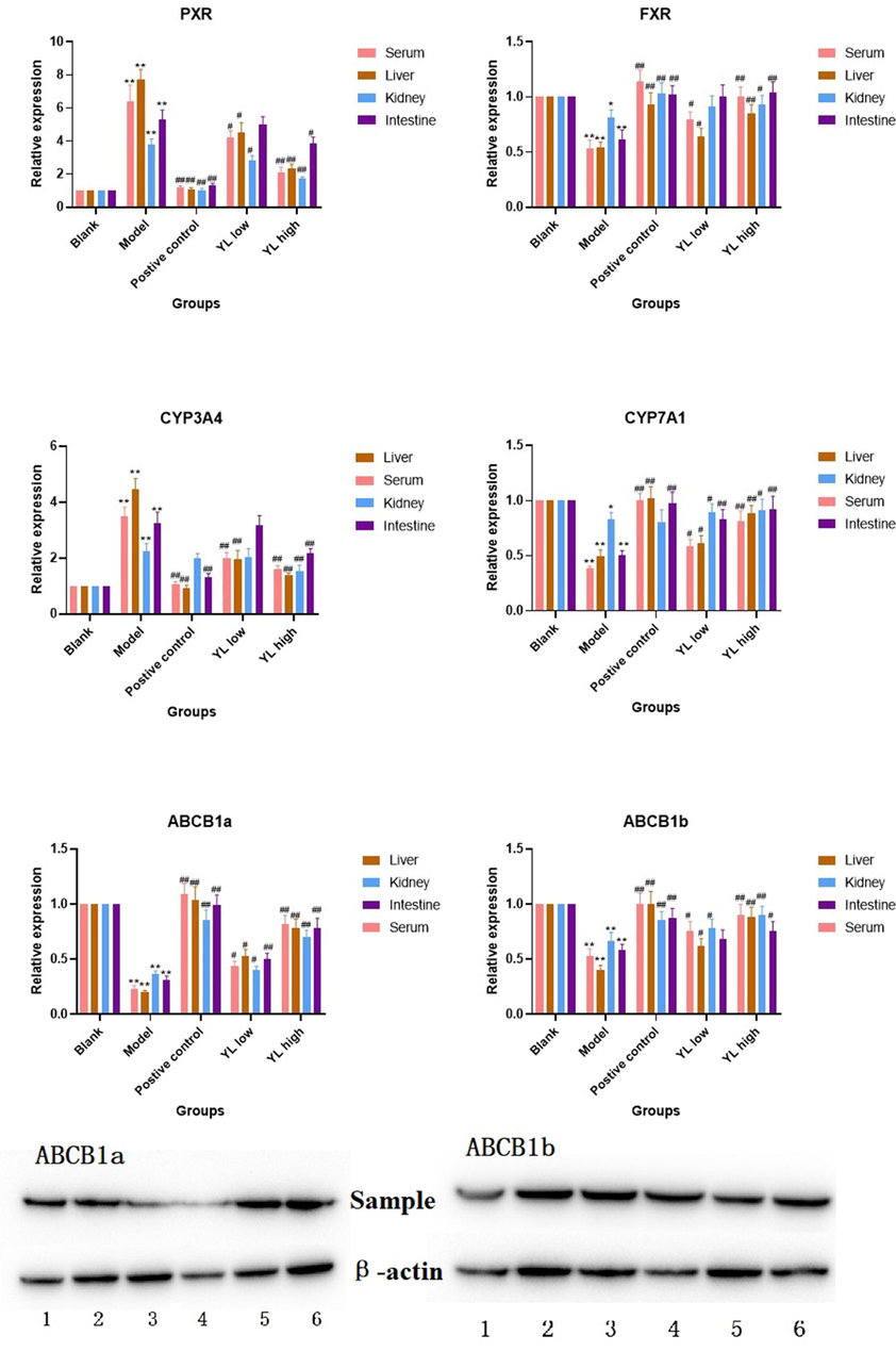 Relative expression of targets in each experimental group, compared to control, *<0.05, **<0.01; compared to model, #<0.05, ##<0.01. For Western-Blot image, ABCB1a: 1. Blank, 2. Positive control, 3 and 4. Model, 5. YL low dose, 6. YL high dose; ABCB1b: 1. Model, 2. Blank, 3. Positive control, 4. YL high dose, 5 and 6. YL low dose.