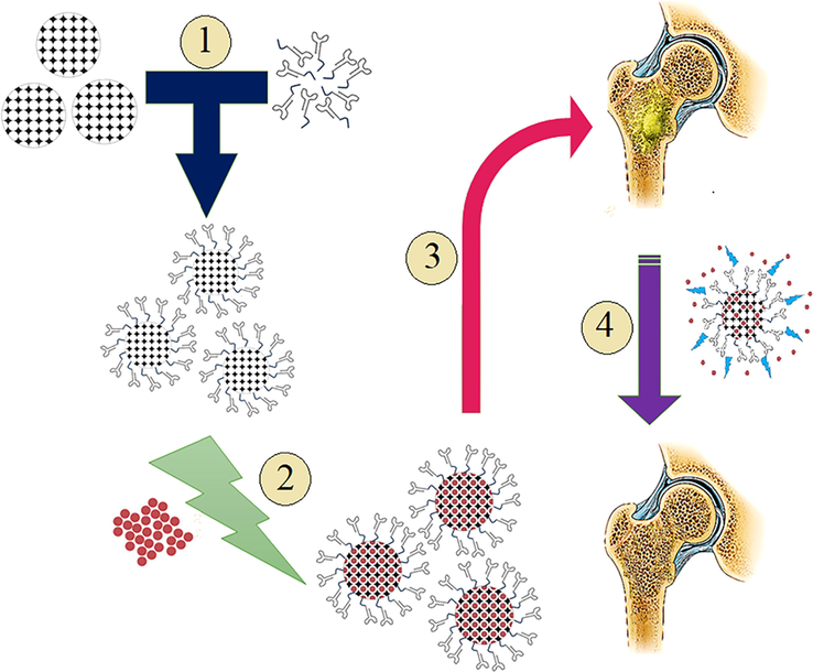 Schematic workflow of using nanosystem of MSNs- Aptamer-Ampicillin to suppress S. aureus biofilm formation in bone: 1. Conjugation of aptamer and MSNs via disulfide binding, 2. Loading of Ampicillin antibiotic inside of the MSN-aptamer conjugates, 3. Introducing nanosystem to the bone biofilm, 4. Gradual drug release from the system suppresses the formation of S. aureus biofilm.